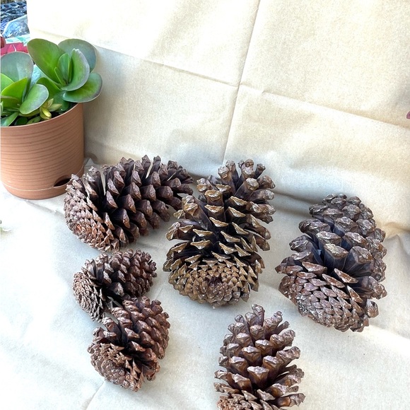 Florida Pine Cones Set Of 6 Clean & Sprayed W/ Clear Gold Finish - Picture 6 of 9